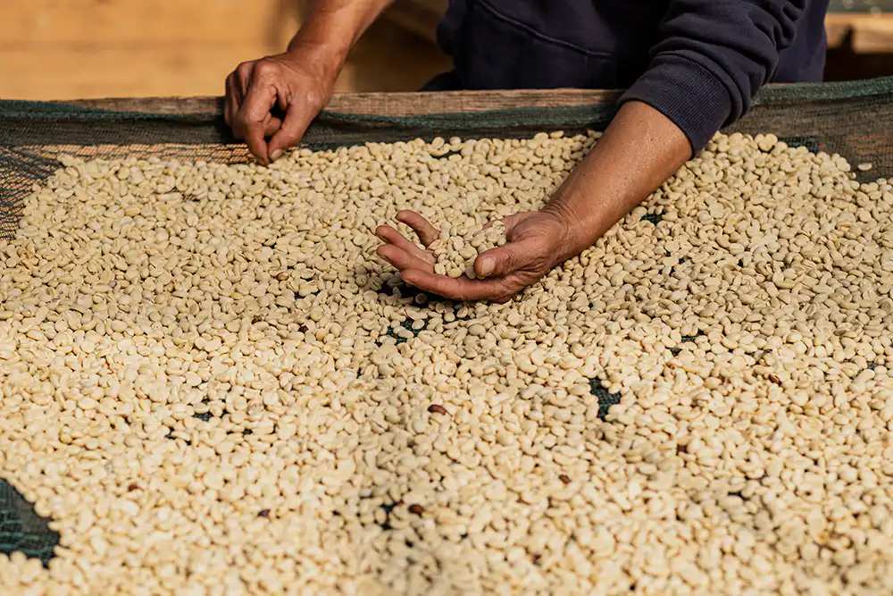 phoi ca phe specialty tai son pacamara farm