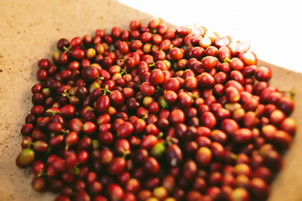 thu hoach specialty coffee