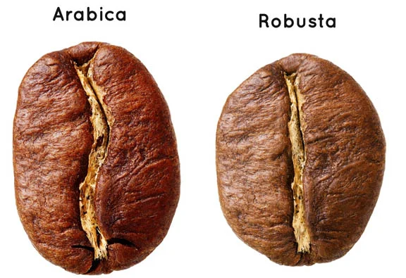 Hạt rang Arabica và Robusta