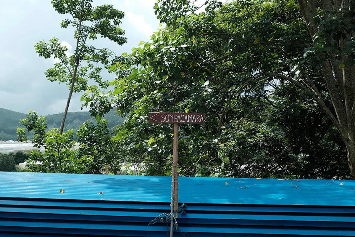 specialty coffee farm tour - Son Pacamara