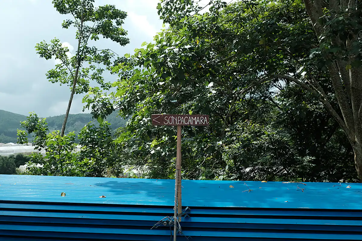 specialty coffee farm tour - Son Pacamara