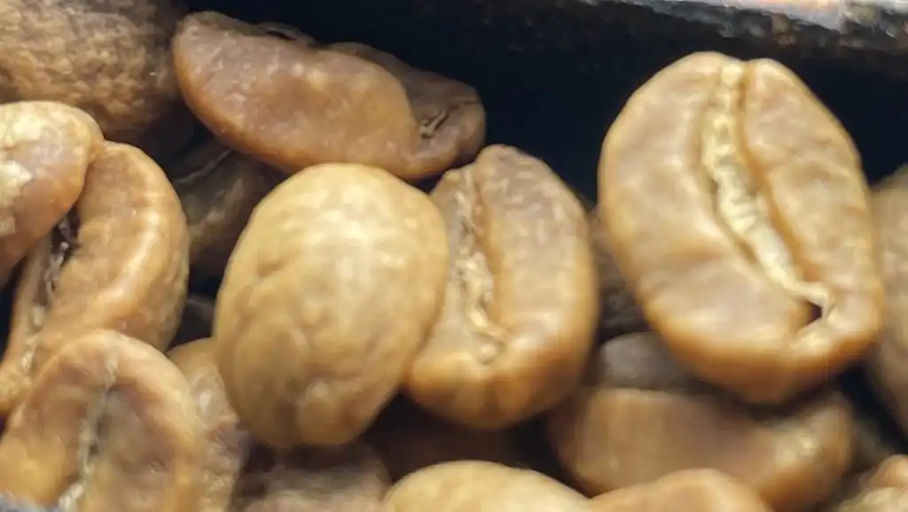 Sac thai Nau Cam