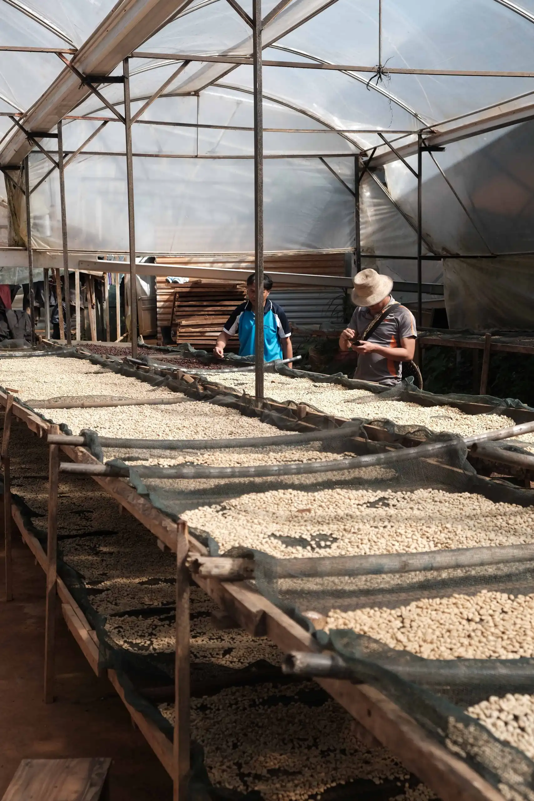 son pacamara